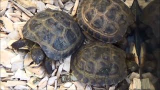 Testudo horsfieldii  Gray 1844  HD  Tortue des steppes  ExpoZoo  102014 [upl. by Amilas]