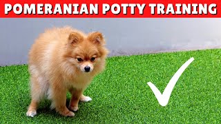 7 Easy Ways to Potty Train a Pomeranian Dog 💩✅ [upl. by Marlyn]