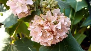 dombeya flowering plant\full informationurdu\hindi [upl. by Aleinad286]