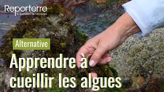 Apprendre à cueillir des algues [upl. by Leseil201]