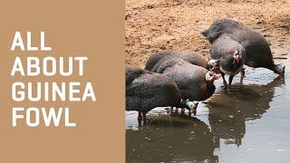 All About GUINEA FOWL [upl. by Notlih]