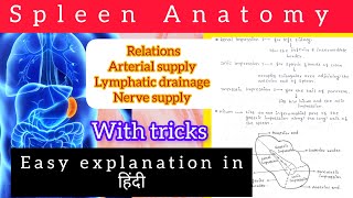 Spleen Anatomy 22 abdomen anatomy bdc easy explanation with handwritten notes 📚📖 [upl. by Eirrac113]