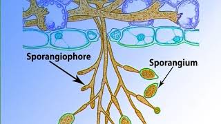 Phytopthora important features and life historymp4 [upl. by Kiersten]