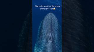 The entire length of the mighty Blue Whale swimming through your screen nature [upl. by Errot417]