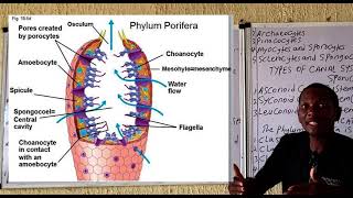 Phylum Porifera [upl. by Natye774]