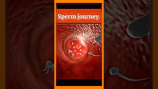 Fertilization process medical baby pregnanacy pregnant pregnacy pregnancystage [upl. by Pegeen790]