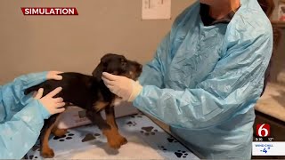 Local Veterinarian Talks About Signs Of Parvovirus In Dogs [upl. by Chao]