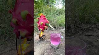 Survival Skills SIMPLE and USEFUL  steam bad water in dragon fruit bushcraft camping outdoors [upl. by Hanoj]