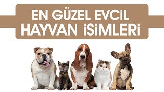 En Güzel 10 Evcil Hayvan İsmi Köpek  Kedi [upl. by Yrtsed]