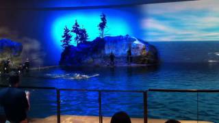 Shedd Aquarium Dolphin Show [upl. by Ramled]