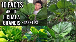 10 FACTS ABOUT LICUALA GRANDIS PLANT AND CARE TIPS RUFFLED PALM FAN PALM PAMBANSANG DAHON [upl. by Noirod]