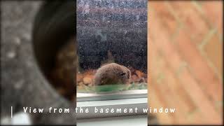 Field Mouse Rescue [upl. by Schecter]