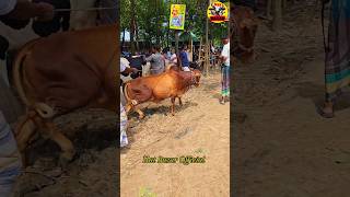 Big cow video 😱🐂😱 গরু🔥🔥 shortvideo trending tiktok😱 cow share shorts short 🔥animals video [upl. by Robinson]