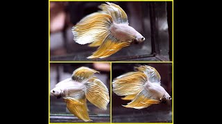 Betta Fish DRAGON INNER BLUE YELLOW Veil Tail VT Male T138 [upl. by Lj]