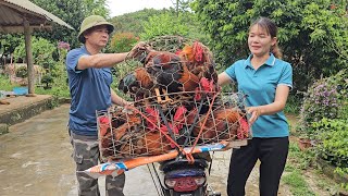 Closeup of catching chickens on tree tops to sell to traders Raising freerange chickens Ep 272 [upl. by Merton]