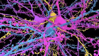 L23 Pyramidal Neurons [upl. by Willard]