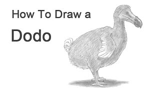 How to Draw a Dodo [upl. by Zaccaria]