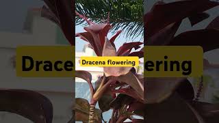 Dracena plant floweringpermanent plants for your Gardentrending garden ytshort shortvideo 1k [upl. by Lsil]