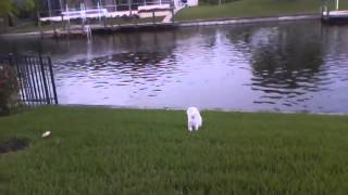 Maltese dog barking at thunder [upl. by Adahsar]