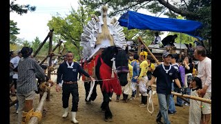 高浜おまんと祭り2024 駆け馬を走り終えた馬 [upl. by Aryajay]