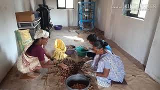 Cashew nut Processing [upl. by Nylassej]