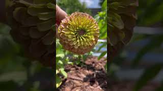 Quick garden tip How to prune Zinnias shorts [upl. by Yeta]