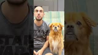 Pet friendly dog part1 funny funnypetsmoments doglover funnyvideo pets petmoments petowner [upl. by Ojeillib]