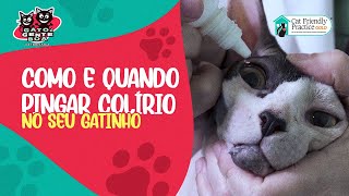 Como e Quando Pingar Colírio no Seu Gatinho [upl. by Naletak742]