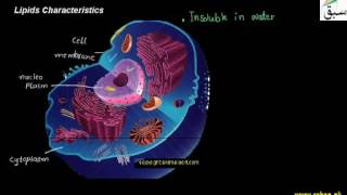 Lipids Characteristics Biology Lecture  Sabaqpk [upl. by Elleinaj]