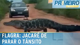 Flagra Jacaré gigante para o trânsito em Tocantins  Primeiro Impacto 260224 [upl. by Elad833]