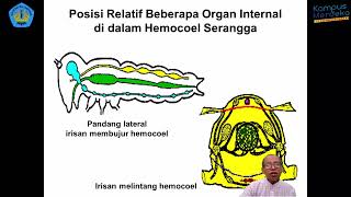 6 HPT  Entomologi Pertanian  Morfologi Serangga [upl. by Edwin]