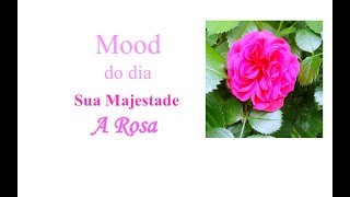 Sua Majestade a Rosa [upl. by Pallaton]