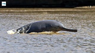 Ganges River Dolphins at Noachar West Bengal  Wildreaction [upl. by Dusza581]