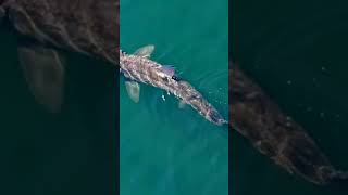 Basking shark shark faces [upl. by Giustino]