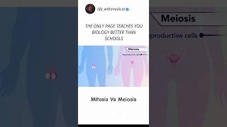 Mitosis vs meiosis with animation biology science learning neet doctor ai animation shorts [upl. by Isla]