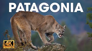 PATAGONIA  El Último Ecosistema Salvaje de la Tierra  Documentales completos [upl. by Alister803]