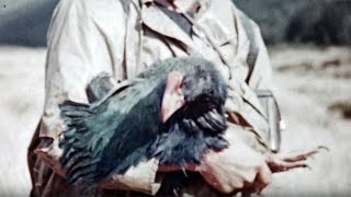 Rediscovering the extinct takahē in 1948 [upl. by Marutani]