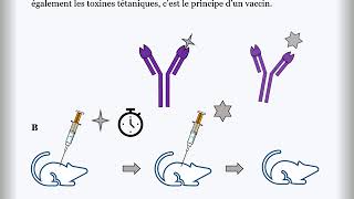 exercice immunologie vaccination et tranfert dimmunité [upl. by Landre]