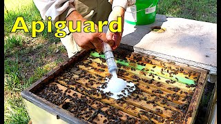 Using Apiguard for Varroa Mite Treatment [upl. by Akeemat687]