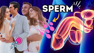 What Is Sperm  What is sperm Made Of Medical Animation sperm fertilization [upl. by Luapnhoj]