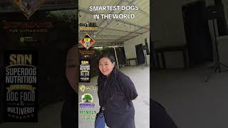 SMARTEST DOGS IN THE WORLD [upl. by Andriana]