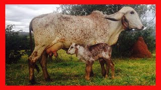 ðŸ† Gyr Lechero y Girolando ðŸ”´ Gir Leiteiro Del Rey Vacas Lecheras [upl. by Brynna280]