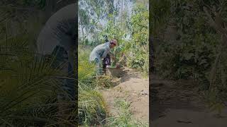 Prosopis cineraria also known as ghaf plants hot weather shift 18quot to 24 quot 49 °c [upl. by Eicirtap]