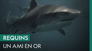 Ce surfeur sest fait attaquer par un requin en sauvant son ami [upl. by Kai]