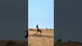 The Perilous Moments of Birth A Topi Antelope Faces Off Against Cheetahs to Protect Her Newborn [upl. by Ecerehs]