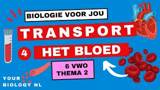 6 vwo  Transport  4  Het bloed [upl. by Atwekk]