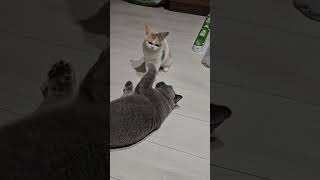 Best Gladiator 2 Fight Scene Joking funnyanimal gladiator catshortsvideofunny [upl. by Pacheco]