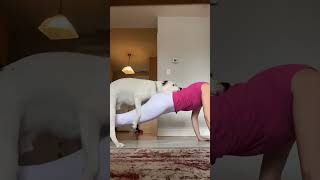 Flipping my dog yoga downwarddog doglover hannakshorts trending shorts bridge flipping reel [upl. by Darnall838]