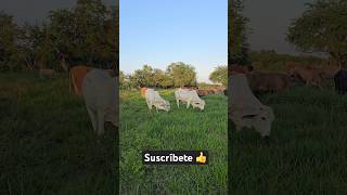 campo vlogger mexico gentedecampo agricultura shorts [upl. by Jeniece]