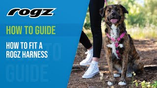 How to fit a Rogz Harness [upl. by Amarette]